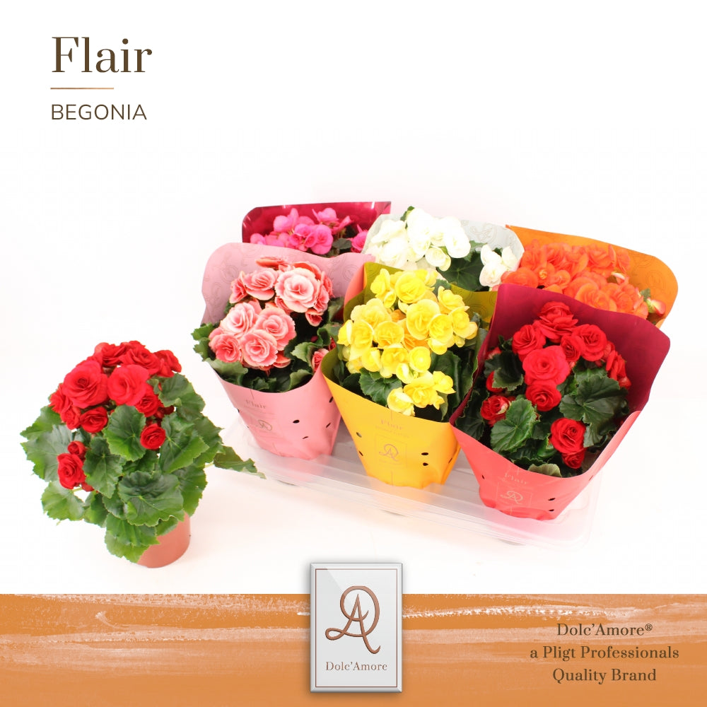 Begonia elatior  mix 31cm 14cm Pot