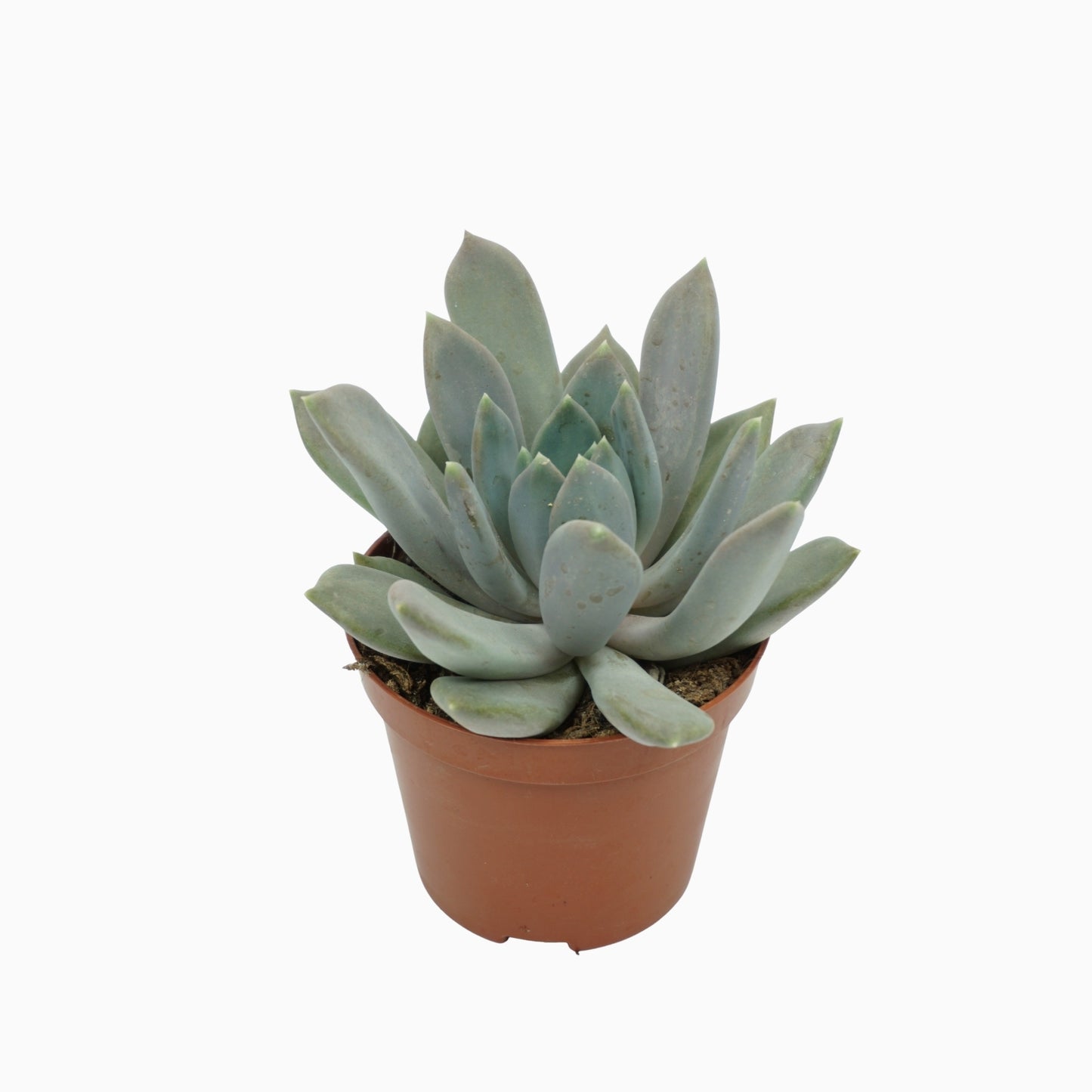 Pachyphytum Draco 12cm 8.5cm Pot