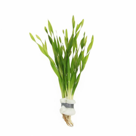 Vallisneria asiatica 5cm 2cm Pot