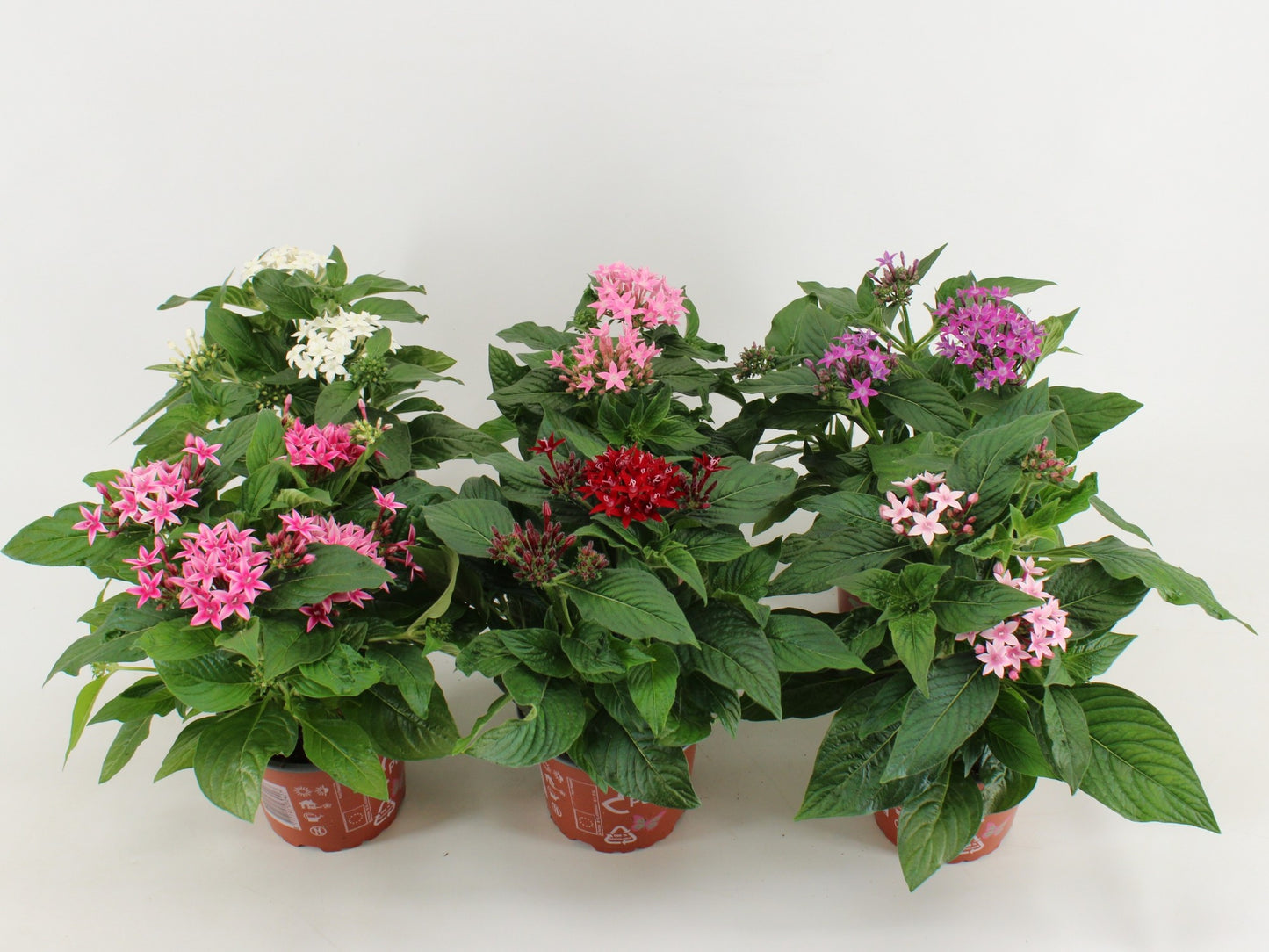 Kwintplant VOF Pentas Graffiti mix Pack of 9