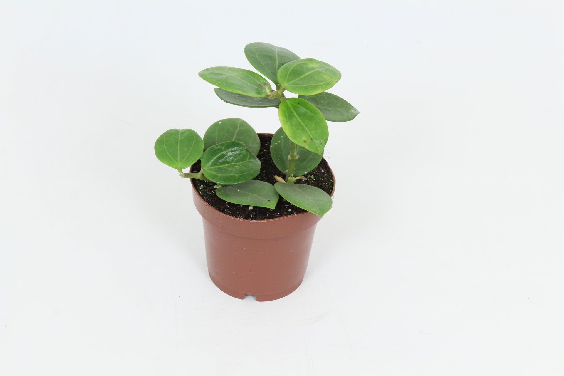 Hoya australis 15cm 12cm Pot