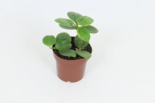 Hoya australis 15cm 12cm Pot