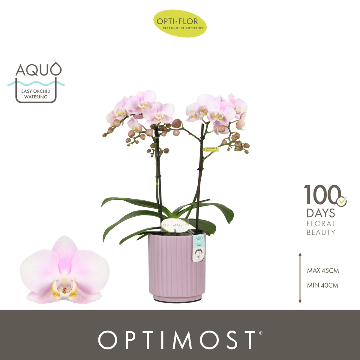 Phalaenopsis mf. Angel Eyes 45cm 12cm Pot