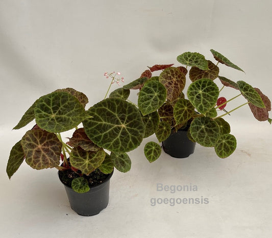 Begonia rex 30cm 14cm Pot