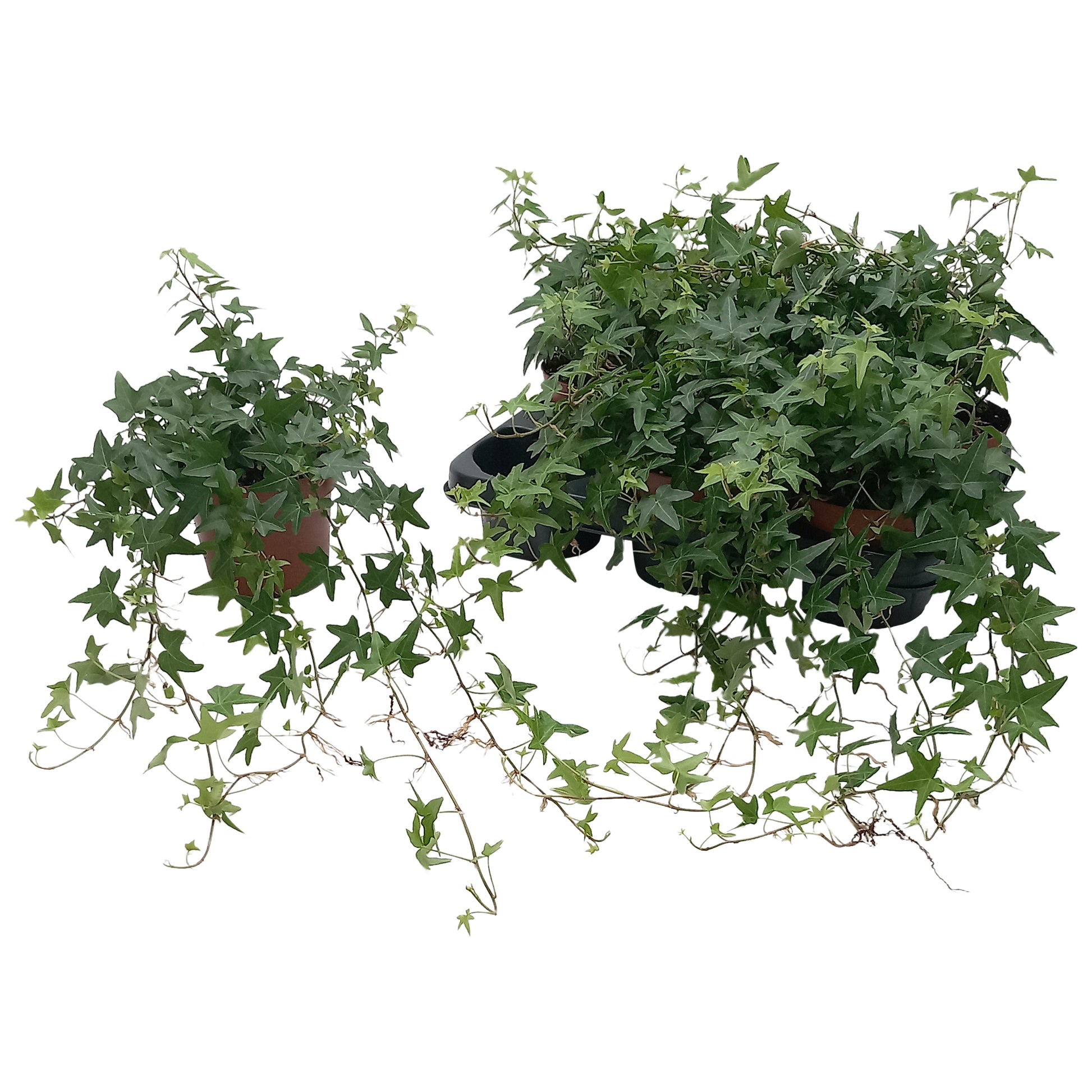Hedera helix Jacobine basket 13cm Pot