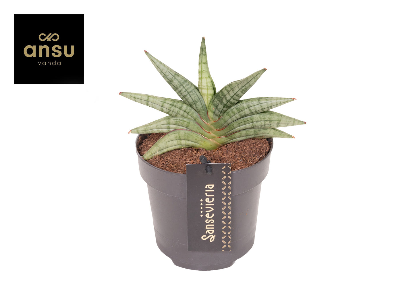 Ansu Sansevieria cyl. Inti Pack of 6