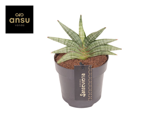 Ansu Sansevieria cyl. Inti Pack of 6