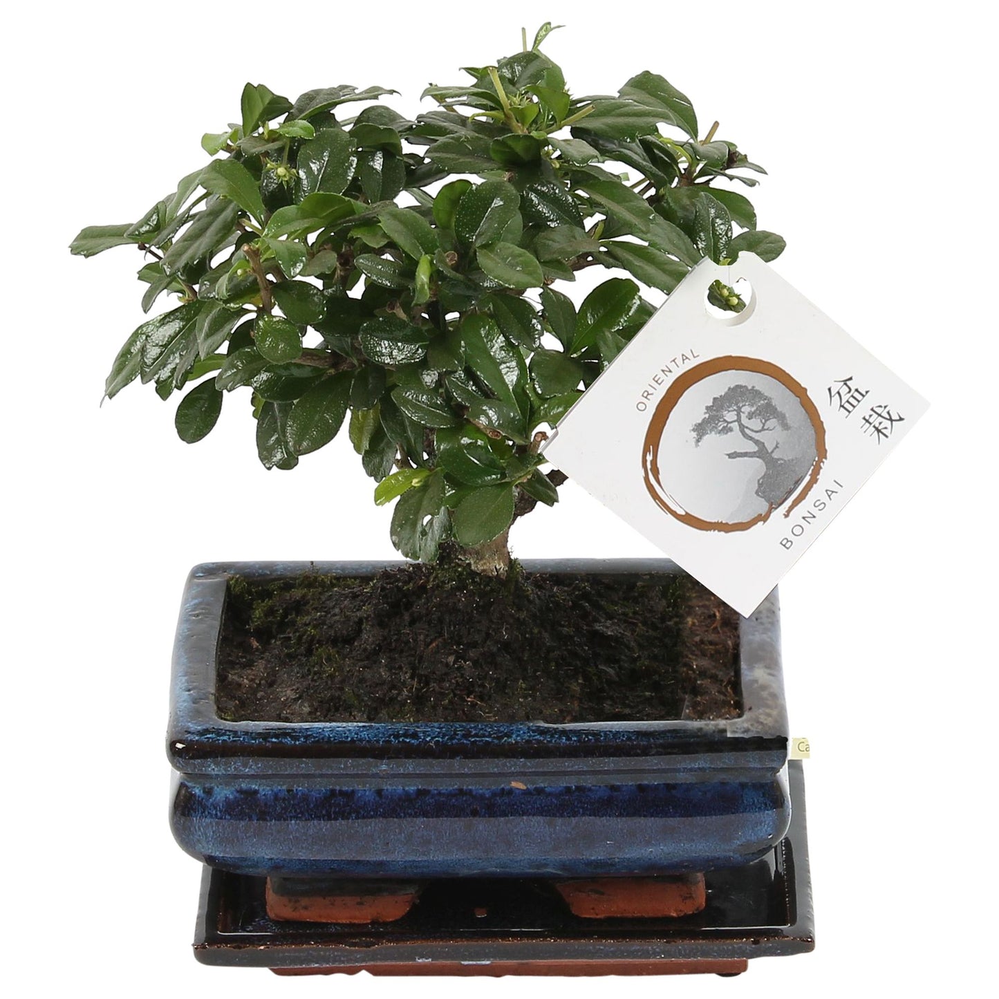 Carmona Bonsai 25cm 15cm Pot