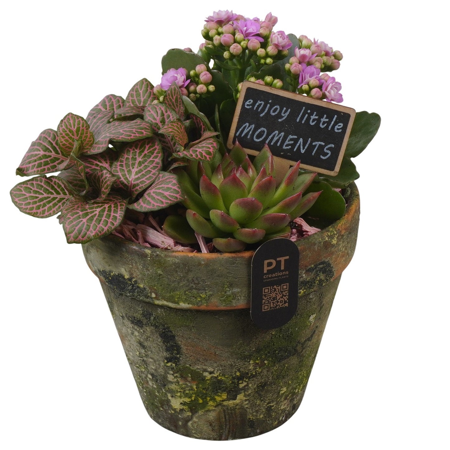 Indoor arrangement 22cm 14cm Pot