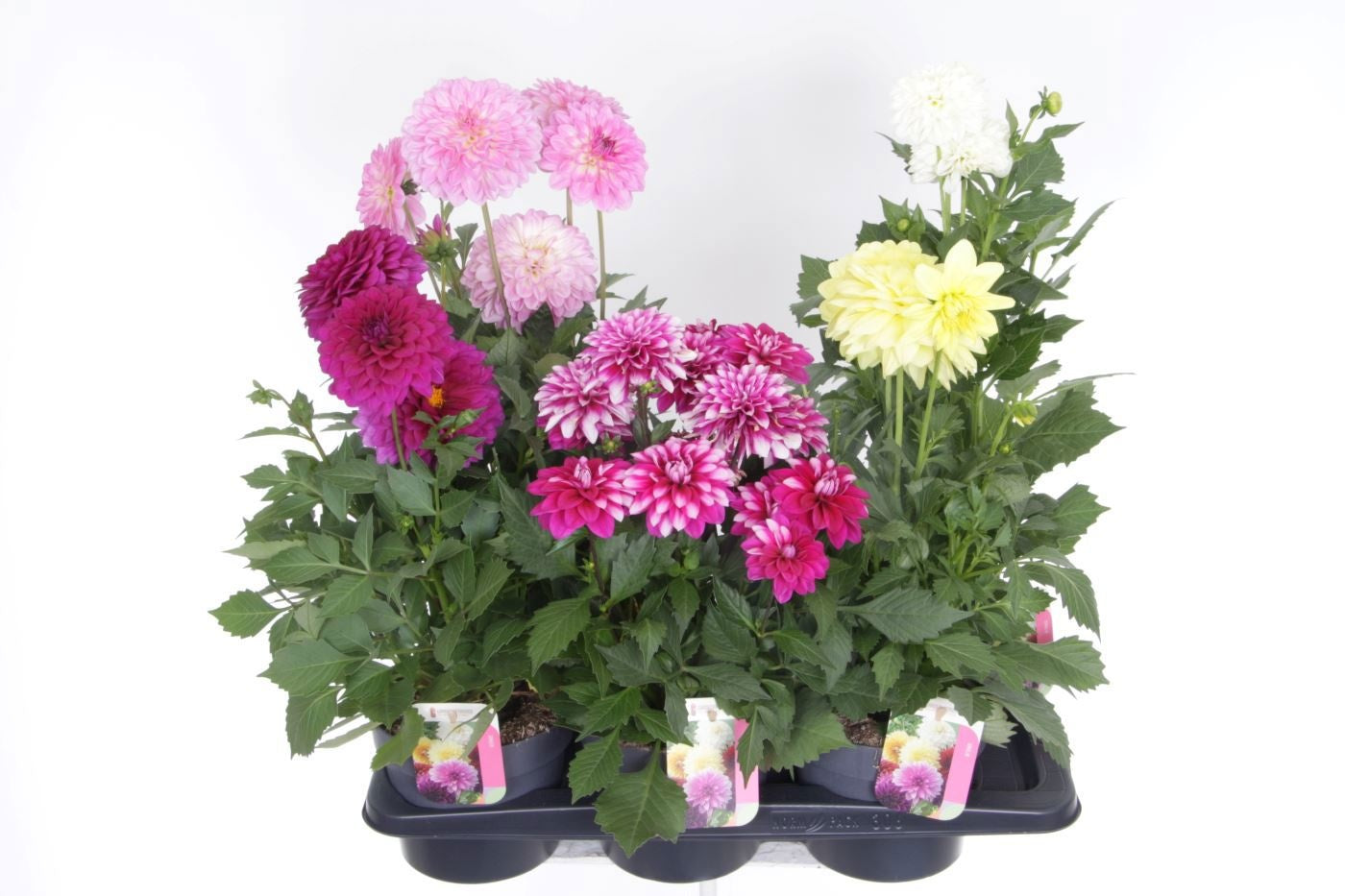 Dahlia Pompon Beach mix 55cm 17cm Pot