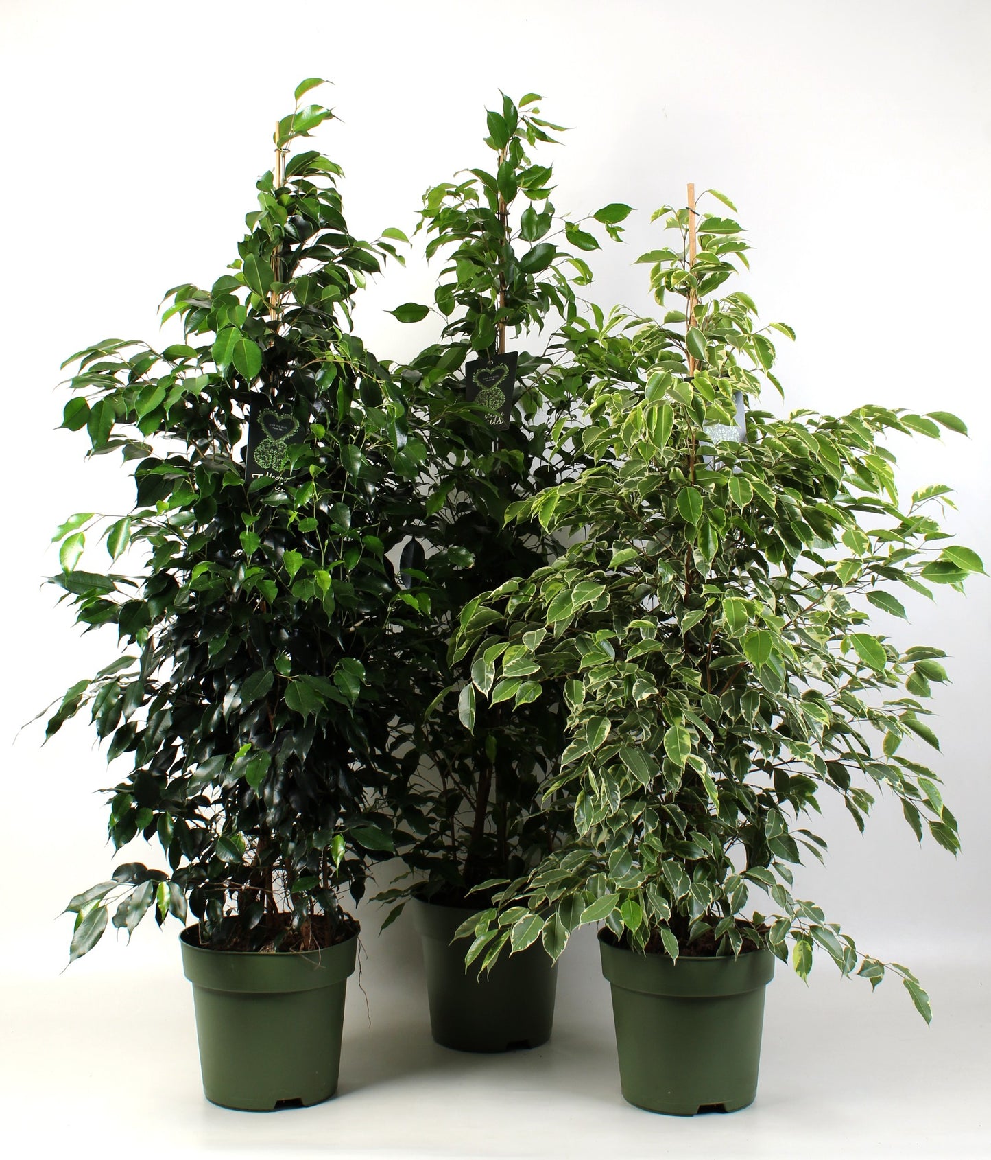 Schenkel BV, Kwekery de Ficus benjamina mix Pack of 1