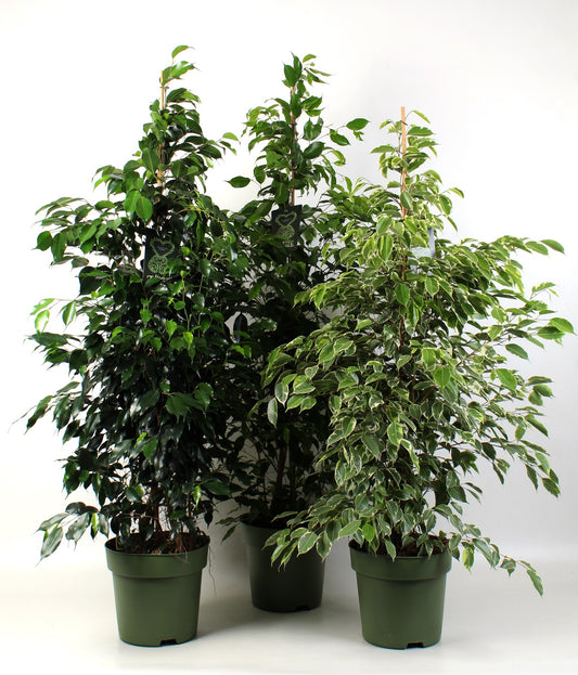 Ficus benjamina mix 150cm 27cm Pot