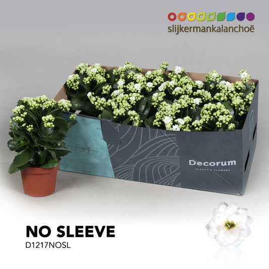 Kalanchoe Skydive White 24cm 12cm Pot