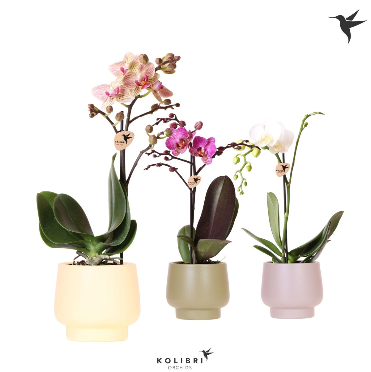 Phalaenopsis mix 40cm 9cm Pot