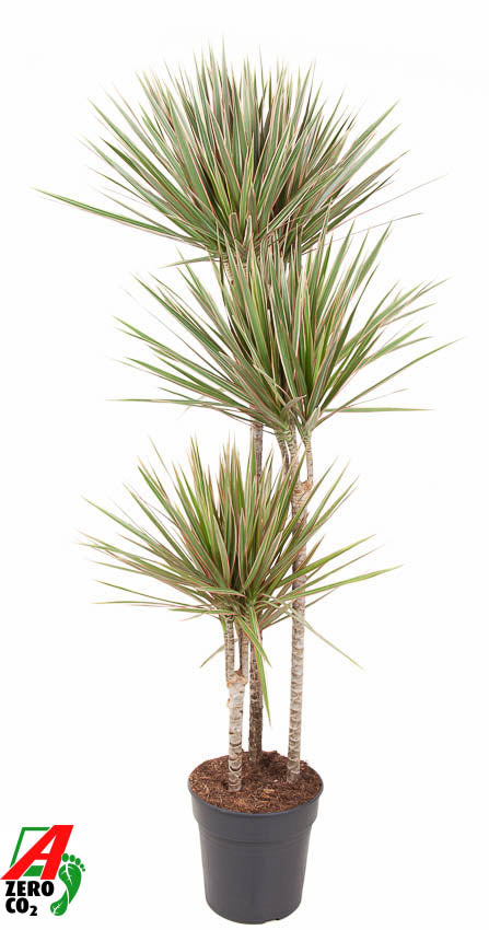 Dracaena Bicolor 90-60-30 140cm 24cm Pot