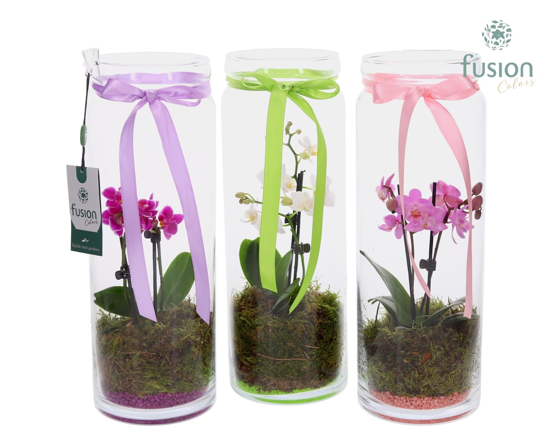 Glas Cilinder vaas met Phalaenopsis 35cm 12cm Pot
