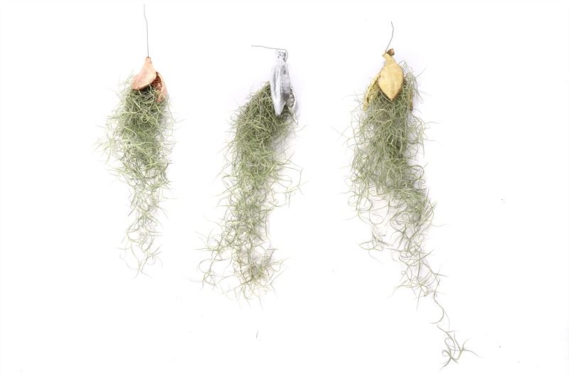 Tillandsia usneoides