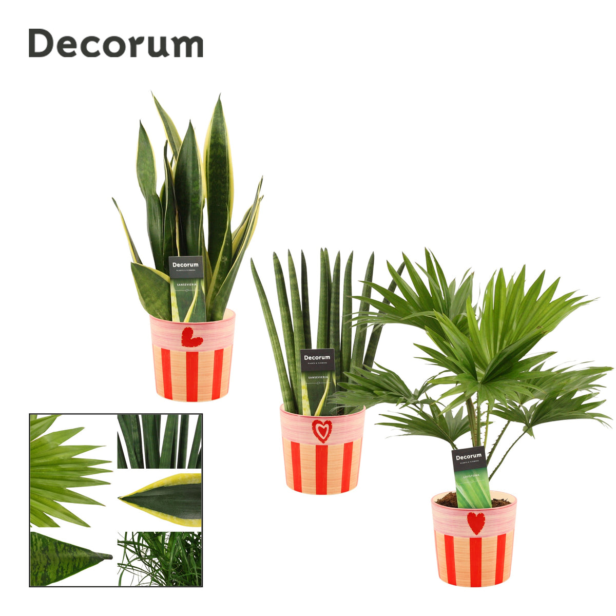 Foliage houseplants mix 35cm 12cm Pot