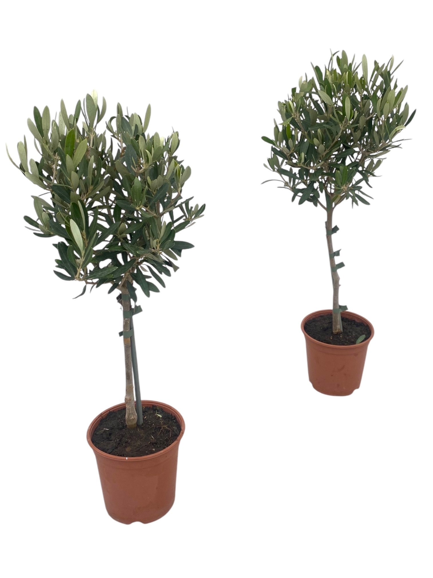 Olea europaea 50cm 15cm Pot