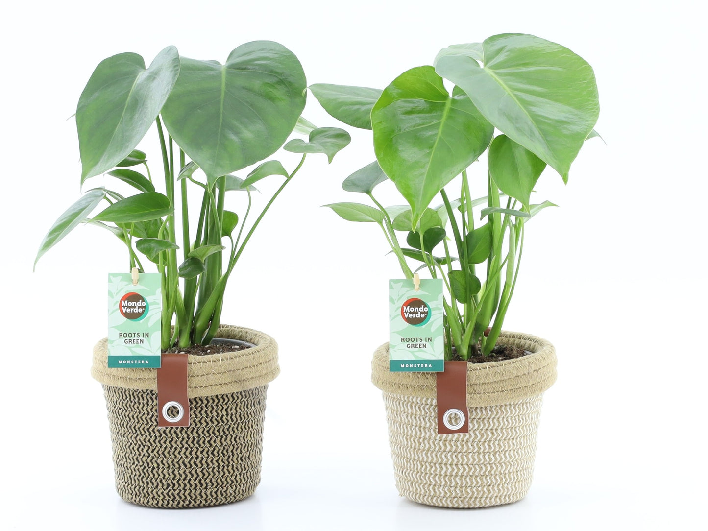 Monstera deliciosa 40cm 14cm Pot
