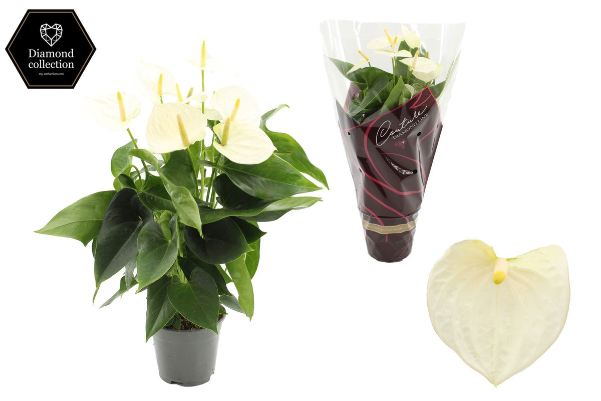 Anthurium Cocos in Christmas sleeve 50cm 14cm Pot
