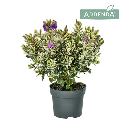 Hebe Celebration 30cm 15cm Pot