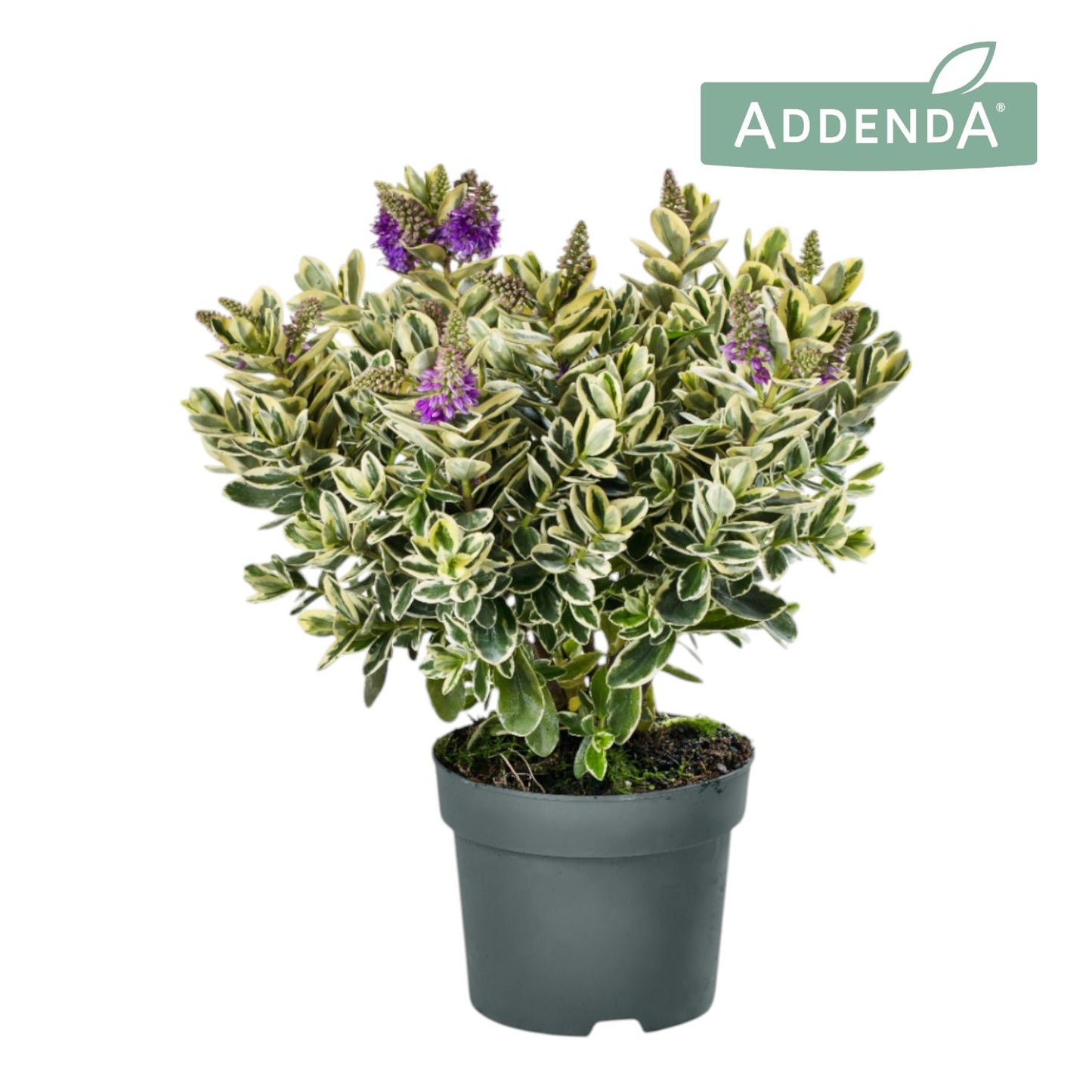 FlevoFlora Hebe Addenda trio green + variegated Pack of 6