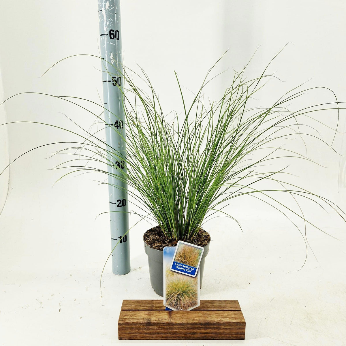 Carex tes. Prairie Fire Color Grass 45cm 17cm Pot