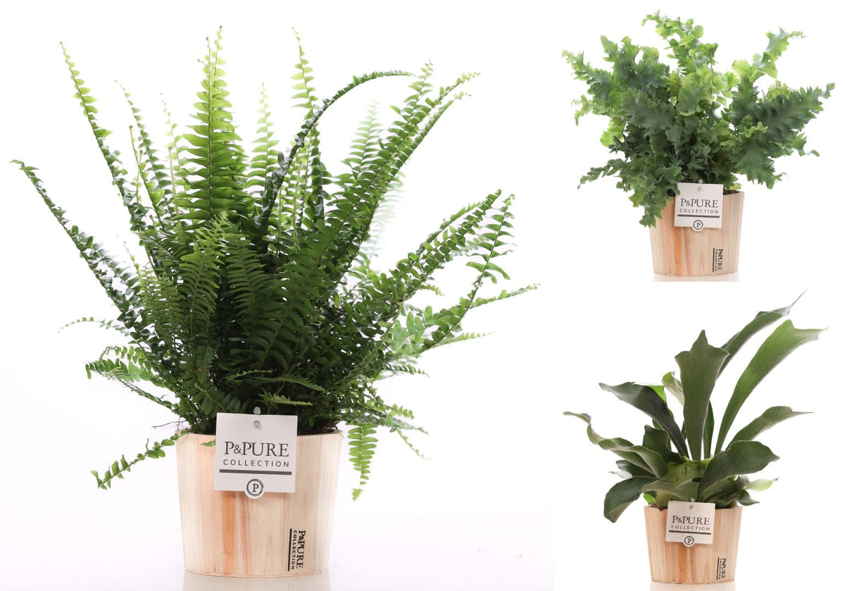 Ferns mix 35cm 12cm Pot