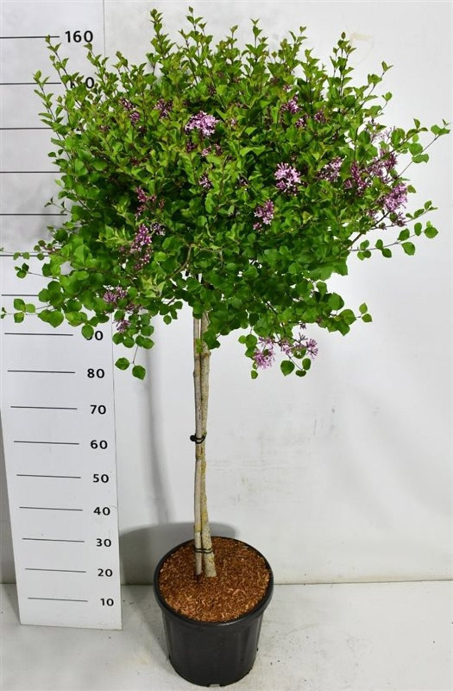 Syringa meyeri Palibin 150cm 38cm Pot