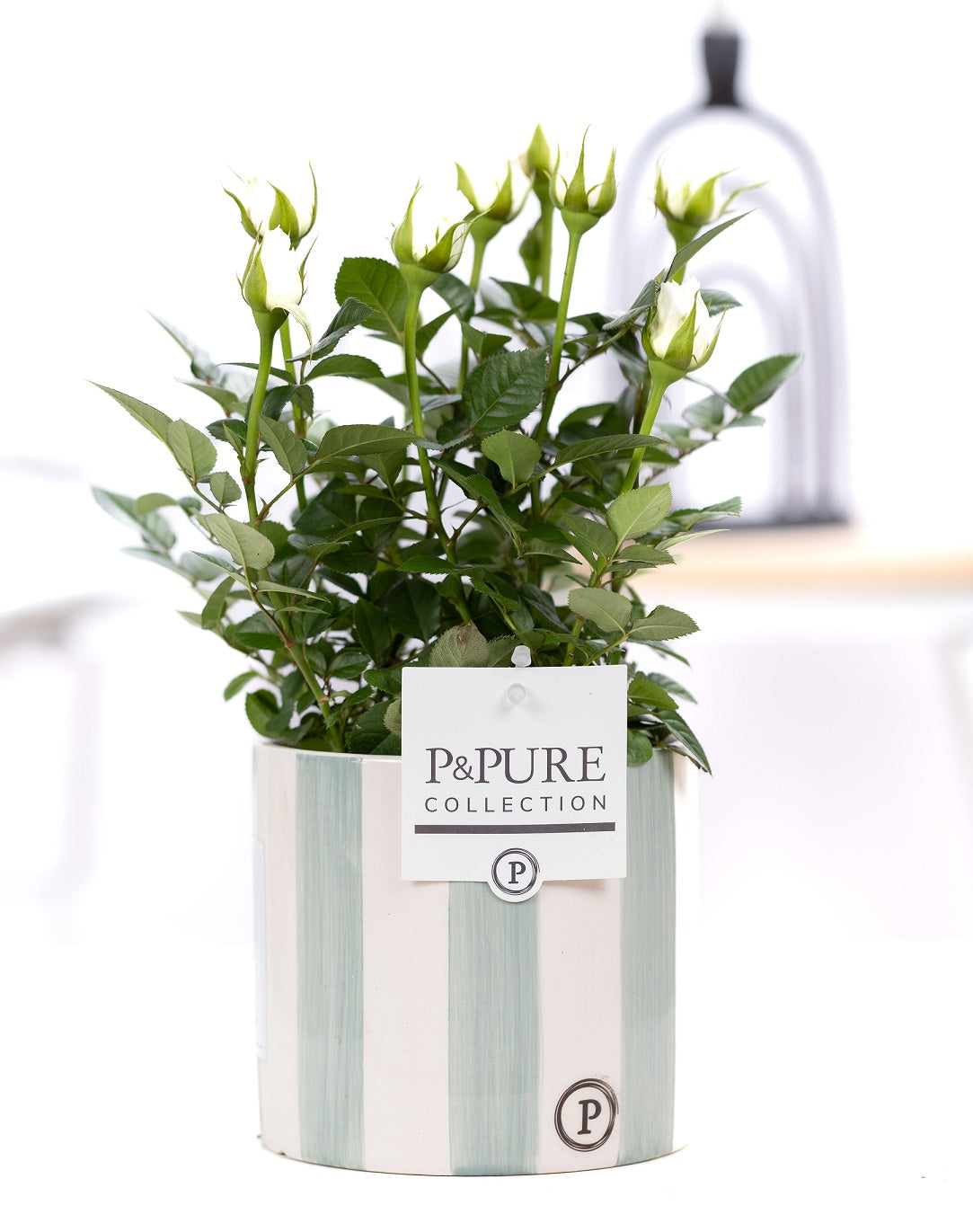 Rosa Beau Monde white 28cm 12cm Pot