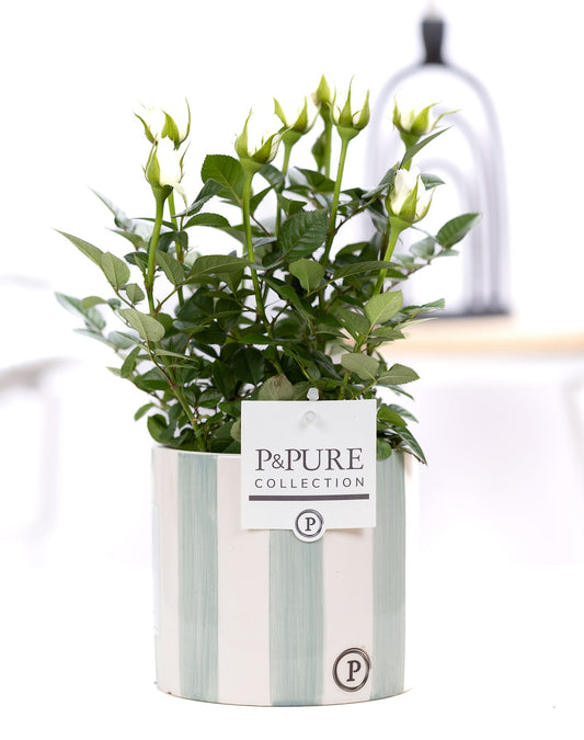 Rosa Beau Monde white 28cm 12cm Pot