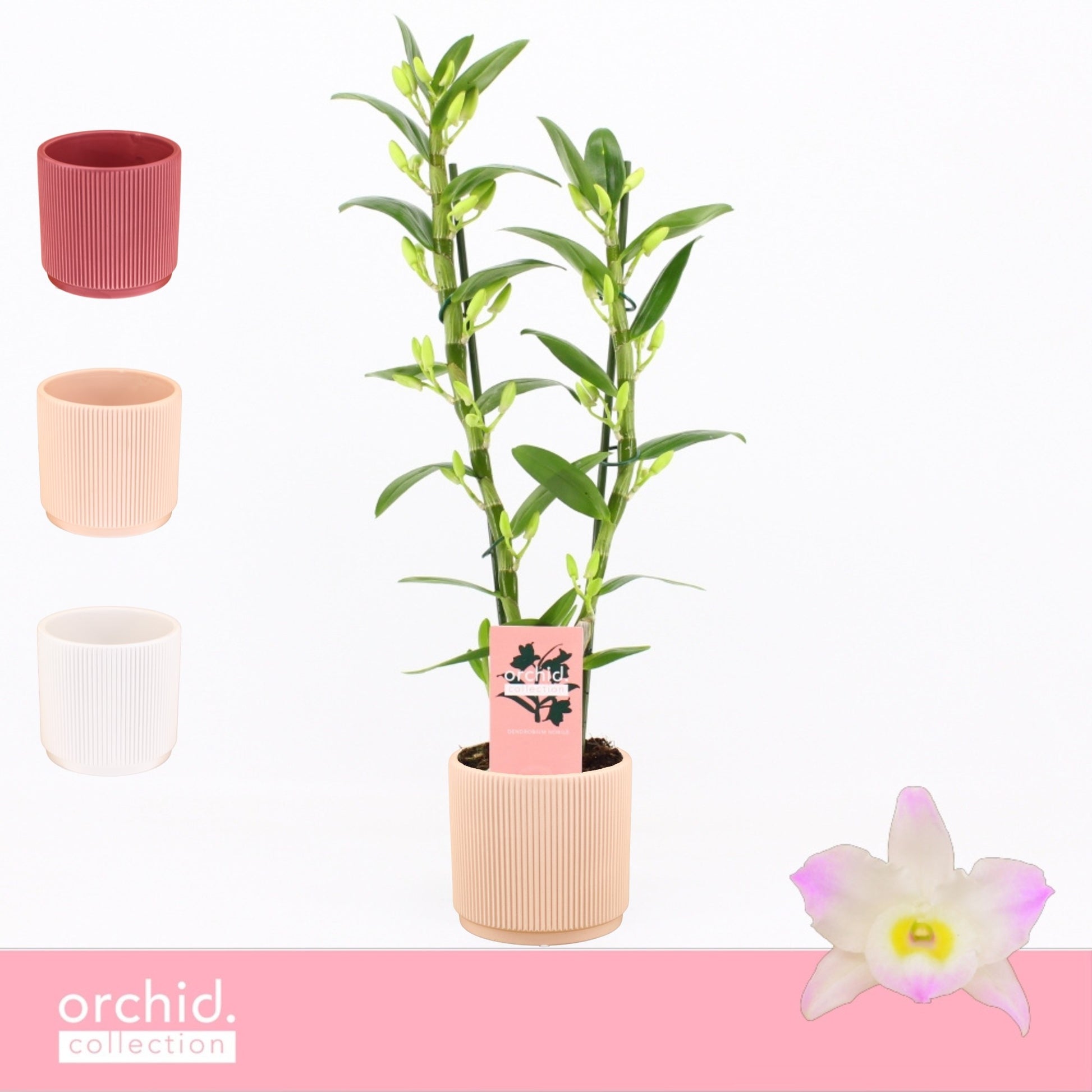 Dendrobium Kumiko 50cm 12cm Pot