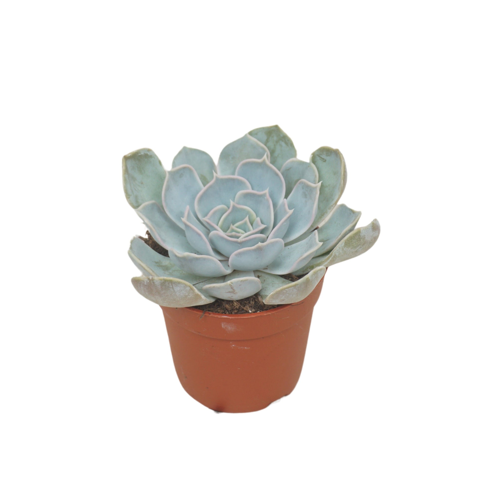 Ubink BV, hkw. Echeveria Lilacina Pack of 16