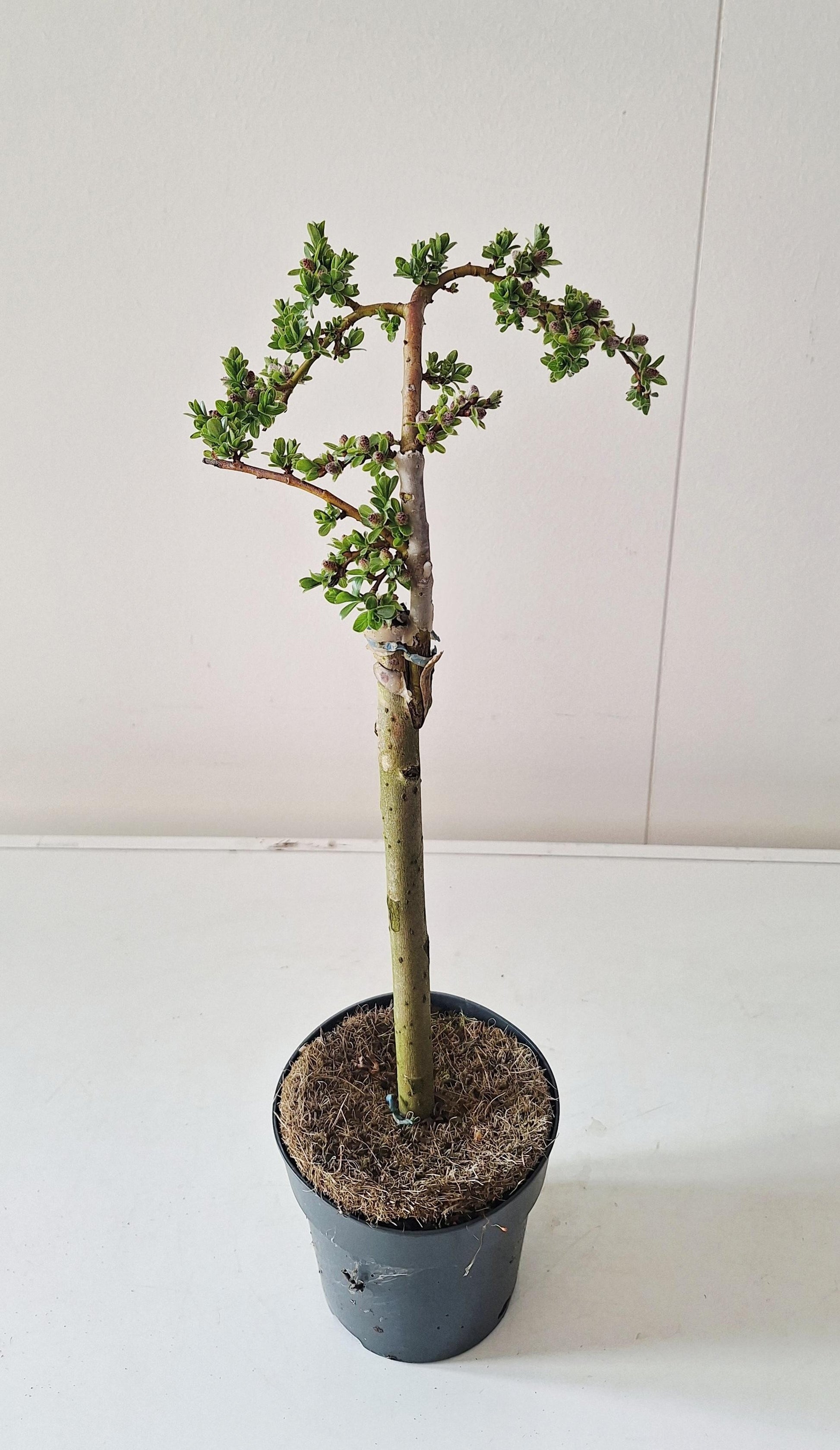 Bontekoe, Salixkw Salix arbuscula Pack of 10