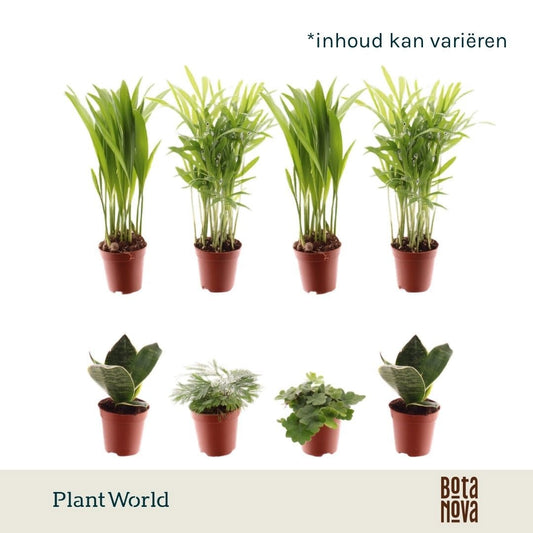Foliage houseplants mix 10cm 5.5cm Pot