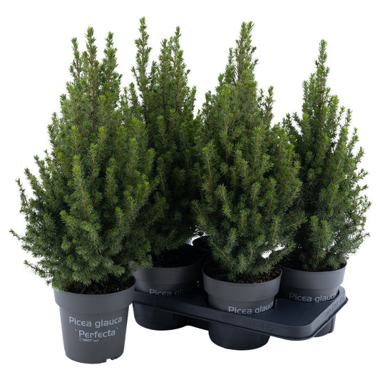 Picea glauca Perfecta 55cm 15cm Pot