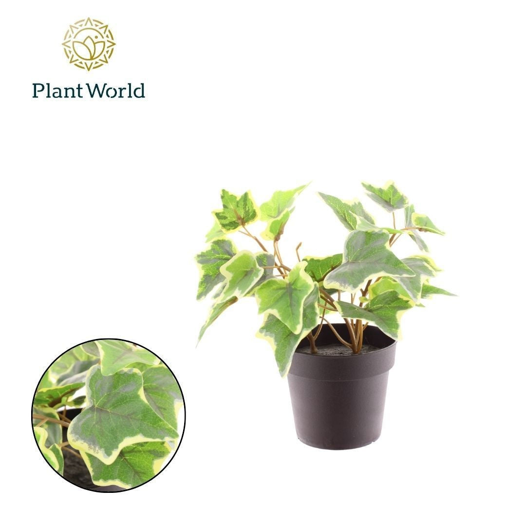 Plantworld Jogrow Artificial Hedera Pack of 12