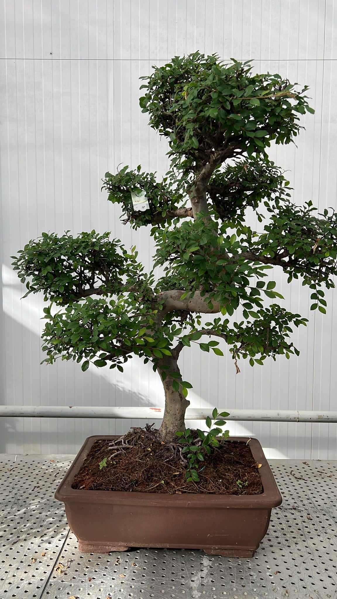 Zelkova sp. Bonsai 110cm 50cm Pot