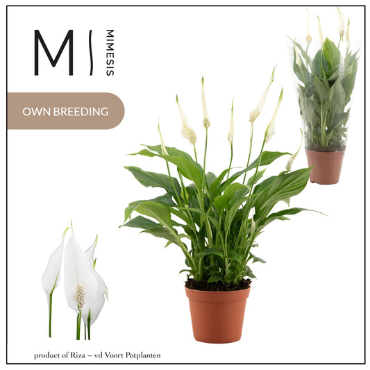 Spathiphyllum Chopin 30cm 9cm Pot