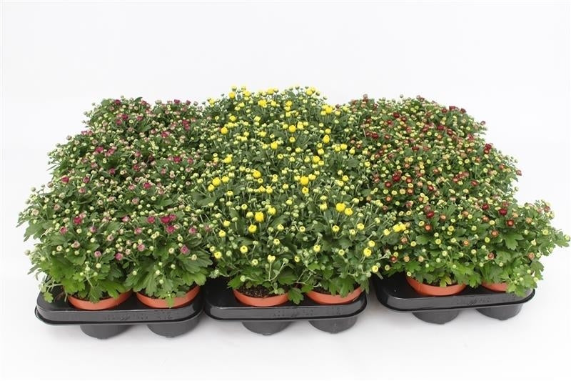Chrysanthemum Gardenmum mix 17cm 510cm Pot