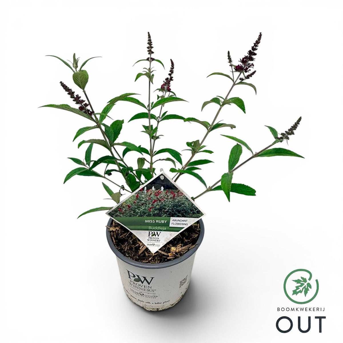 Buddleja davidii mix 70cm 19cm Pot