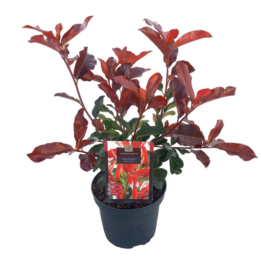 Photinia Camilvy 45cm 19cm Pot