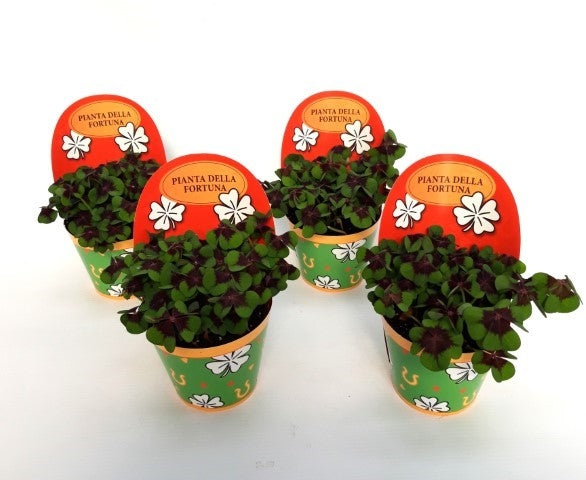 Oxalis deppei 18cm 9cm Pot