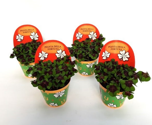 Oxalis deppei 18cm 9cm Pot