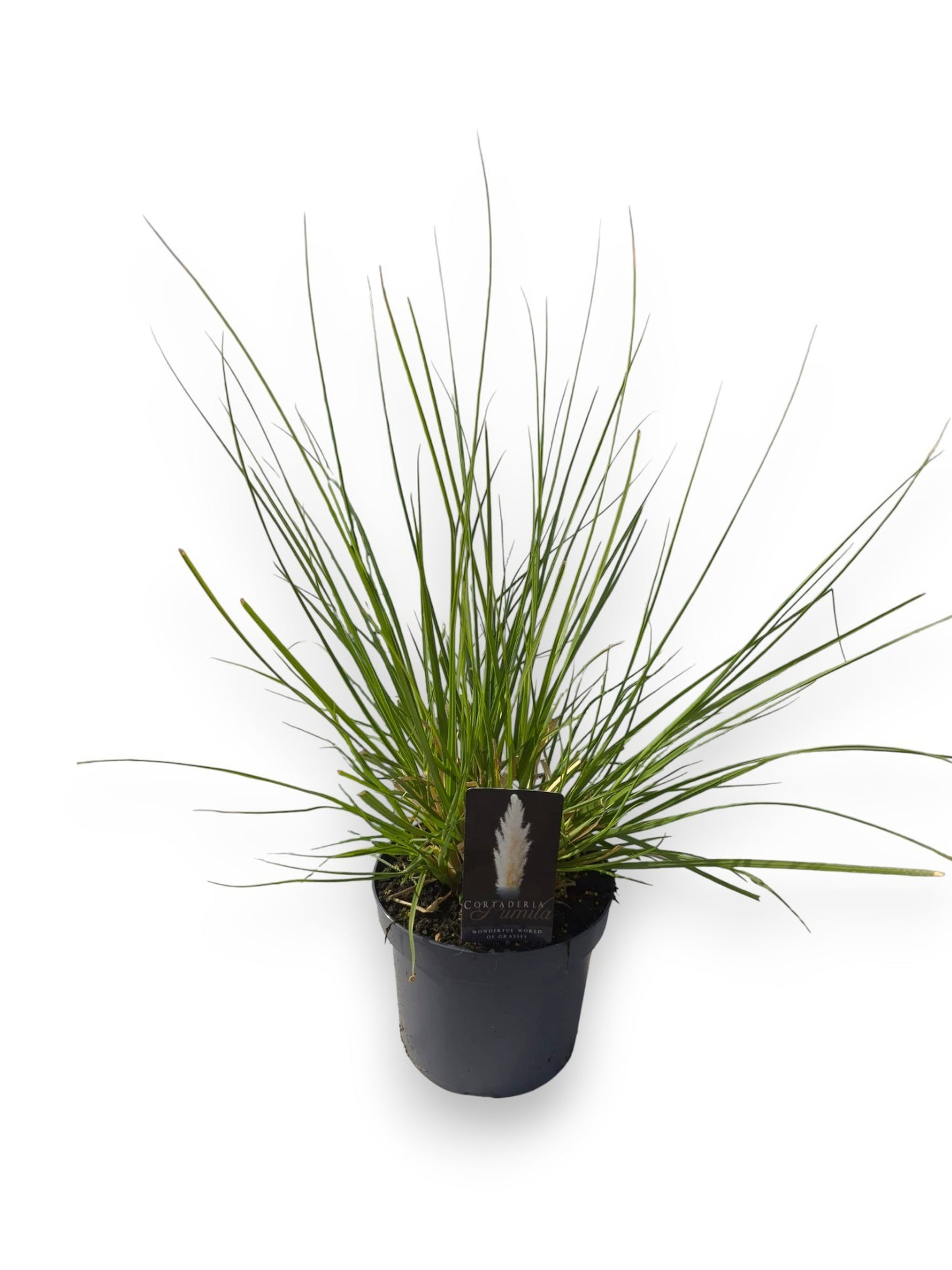 Cortaderia sellona Pumila 55cm 23cm Pot