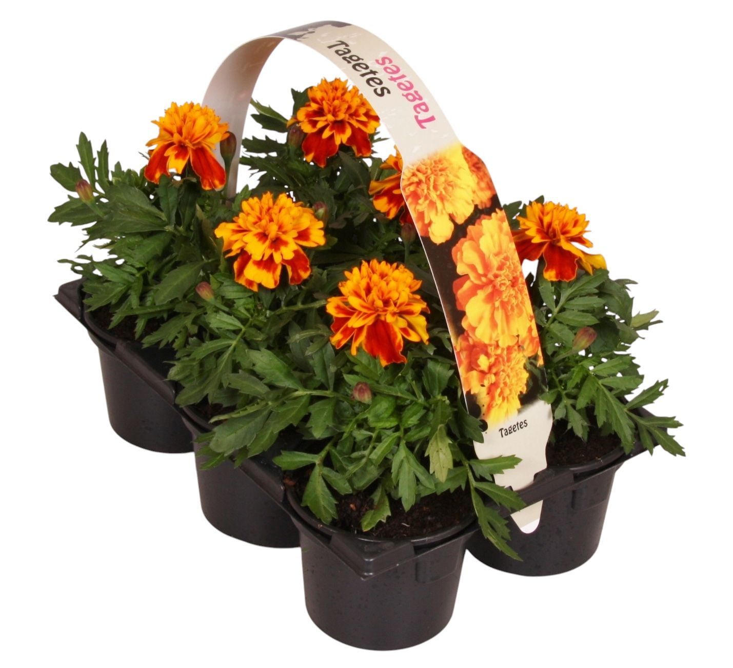 Tagetes pat. brown 15cm 9cm Pot