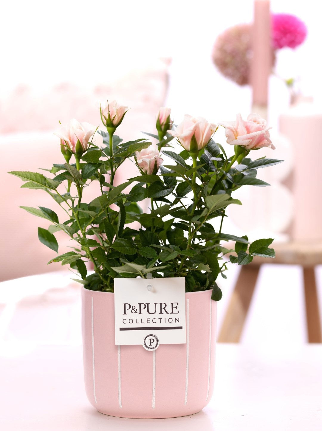 Rosa Beau Monde light pink 28cm 12cm Pot