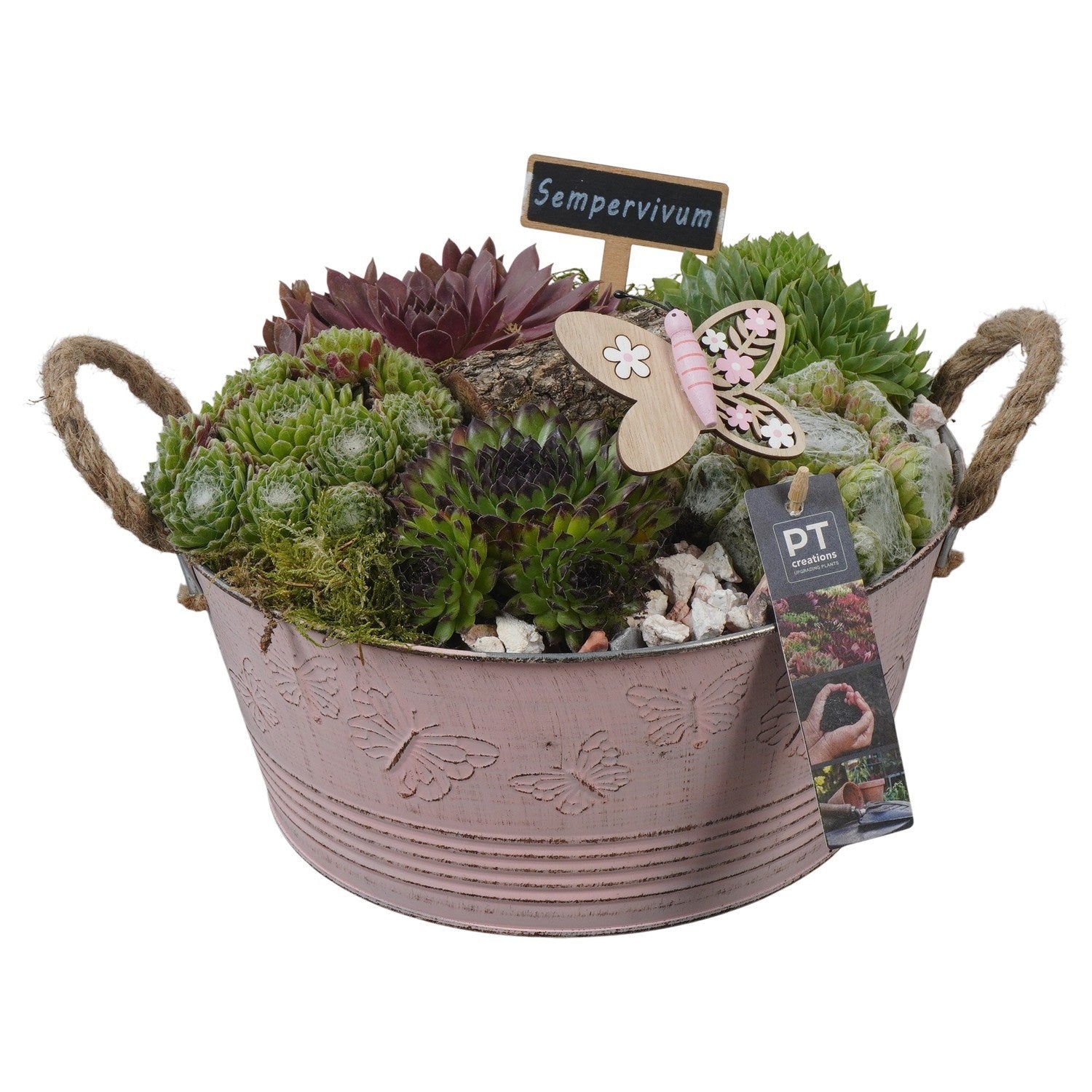arr. Sempervivum 20cm 27cm Pot
