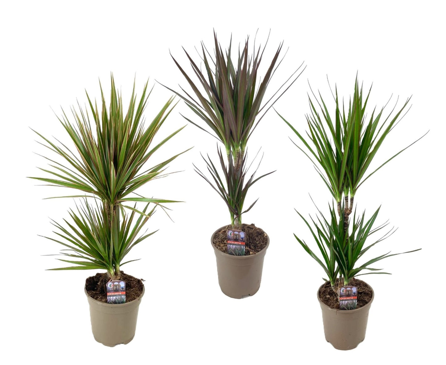 Luiten Kwekerij BV Dracaena marginata mix Pack of 6